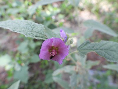 Sphaeralcea angustifolia, photographed by Leticia Jiménez Hernández