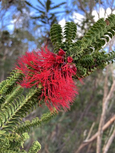 Melaleuca transversa, photographed by pimelea