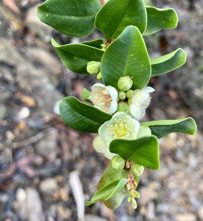 Hypocalymma phillipsii, photographed by pimelea