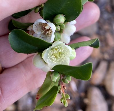 Hypocalymma phillipsii, photographed by pimelea