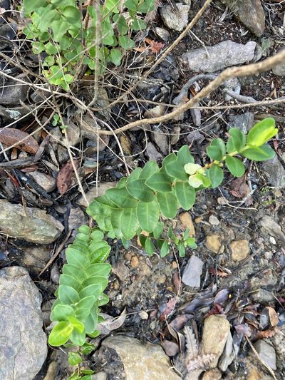 Hypocalymma phillipsii, photographed by pimelea