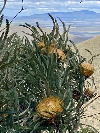 Banksia formosa, photographed by pimelea
