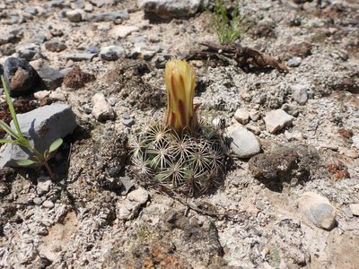 Coryphantha delicata, photographed by Leticia Jiménez Hernández