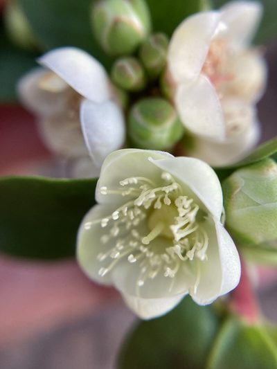 Hypocalymma phillipsii, photographed by pimelea