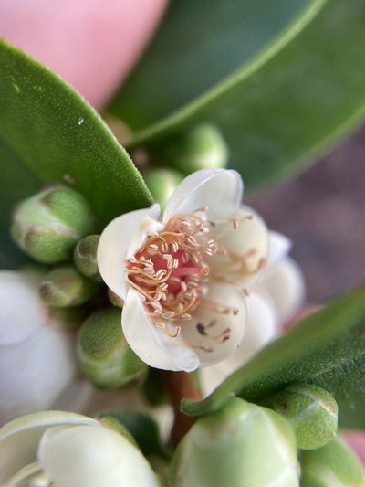 Hypocalymma phillipsii, photographed by pimelea