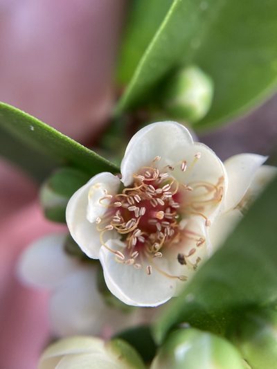 Hypocalymma phillipsii, photographed by pimelea