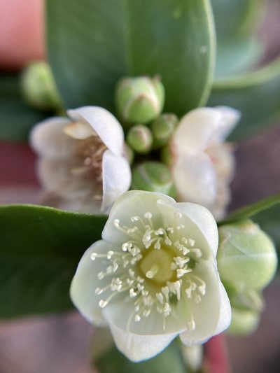 Hypocalymma phillipsii, photographed by pimelea
