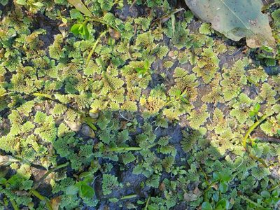 Azolla pinnata, photographed by Nick Swanson