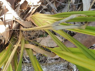 Dianella brevipedunculata, photographed by Nick Swanson