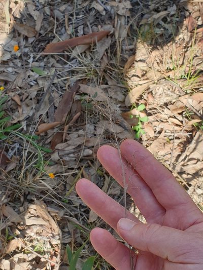Dianella longifolia, photographed by Nick Swanson
