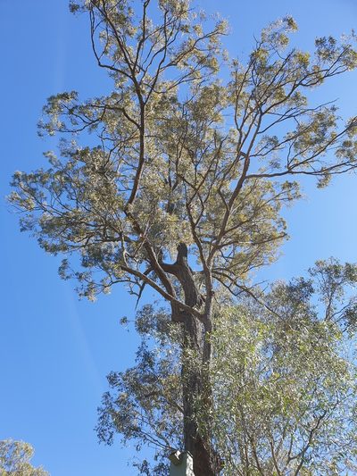 Eucalyptus crebra, photographed by Nick Swanson