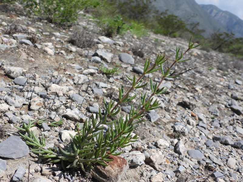 Talinopsis frutescens, photographed by Leticia Jiménez Hernández