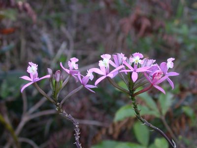 Epidendrum secundum, photographed by Lucas Kaminski