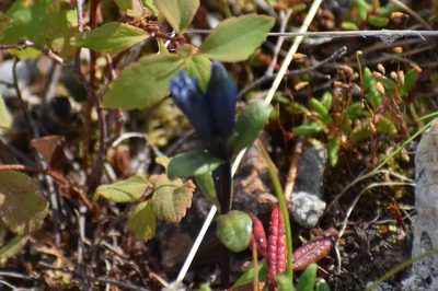 Gentiana glauca, photographed by Syd Cannings