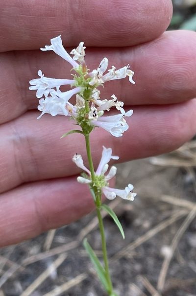 Penstemon peckii, photographed by Henrik Kibak