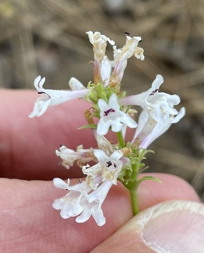 Penstemon peckii, photographed by Henrik Kibak