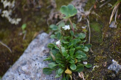 Cardamine bellidifolia, photographed by Syd Cannings