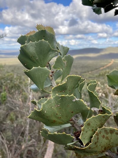 Hakea baxteri, photographed by pimelea