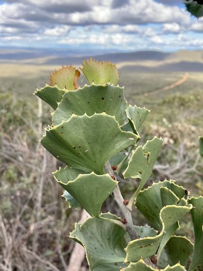 Hakea baxteri, photographed by pimelea