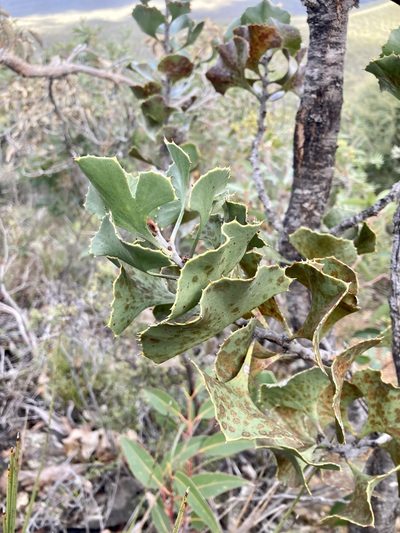 Hakea baxteri, photographed by pimelea