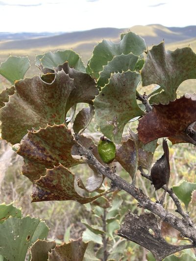 Hakea baxteri, photographed by pimelea