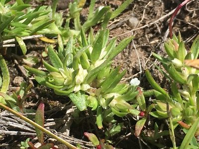 Polygonum polygaloides, photographed by Adam J. Searcy
