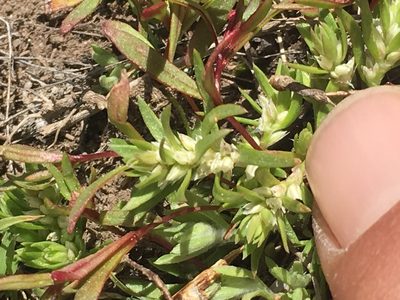 Polygonum polygaloides, photographed by Adam J. Searcy