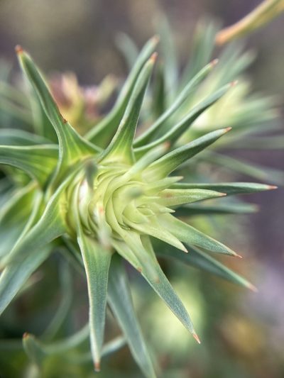 Andersonia echinocephala, photographed by pimelea