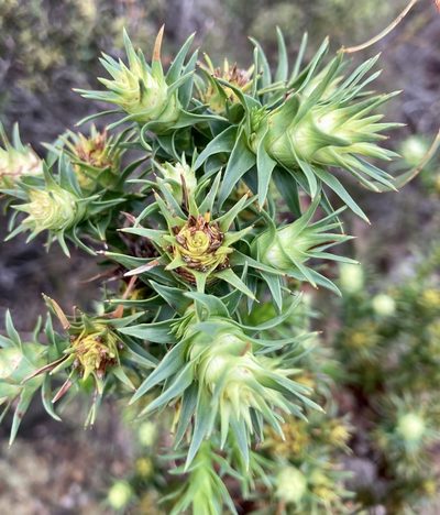 Andersonia echinocephala, photographed by pimelea