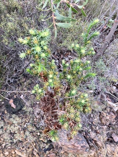 Andersonia echinocephala, photographed by pimelea