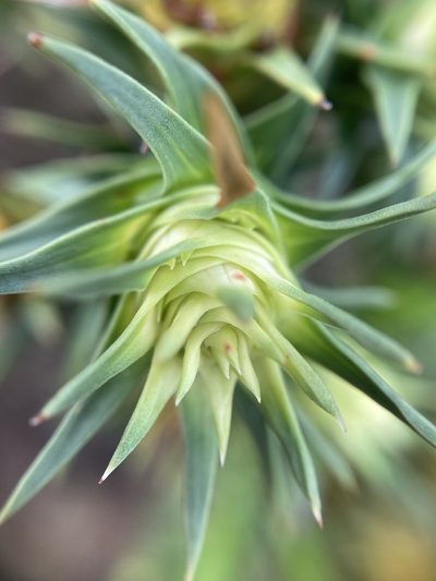 Andersonia echinocephala, photographed by pimelea