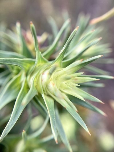 Andersonia echinocephala, photographed by pimelea