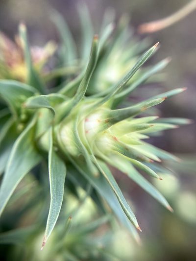 Andersonia echinocephala, photographed by pimelea