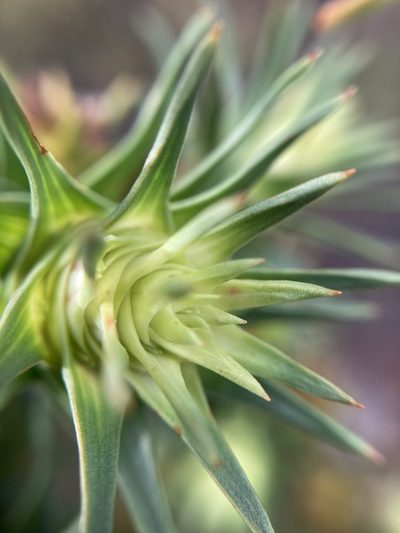 Andersonia echinocephala, photographed by pimelea