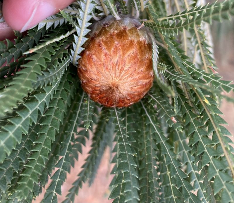 Banksia formosa, photographed by pimelea