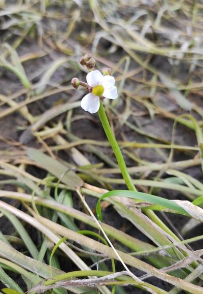 Sagittaria natans, photographed by Юлия