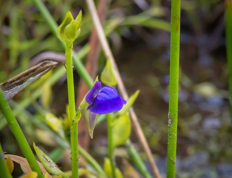 Utricularia polygaloides, photographed by Paulmathi Vinod