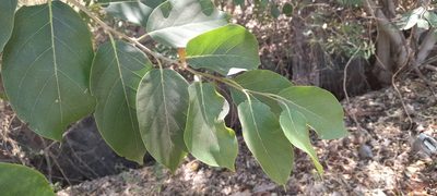 Holoptelea integrifolia, photographed by P Jeganathan
