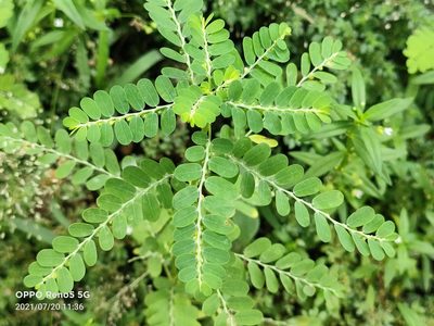 Phyllanthus amarus, photographed by Ong Jyh Seng