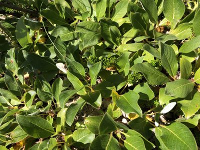 Salix arctica, photographed by Jason Grant