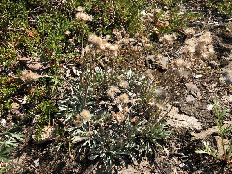 Antennaria friesiana, photographed by Jason Grant