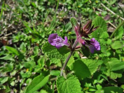 Stachys drummondii, photographed by Annika Lindqvist