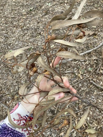 Eucalyptus longifolia, photographed by Thomas Mesaglio