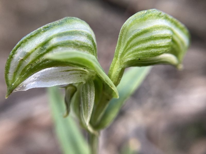 Pterostylis vittata, photographed by pimelea