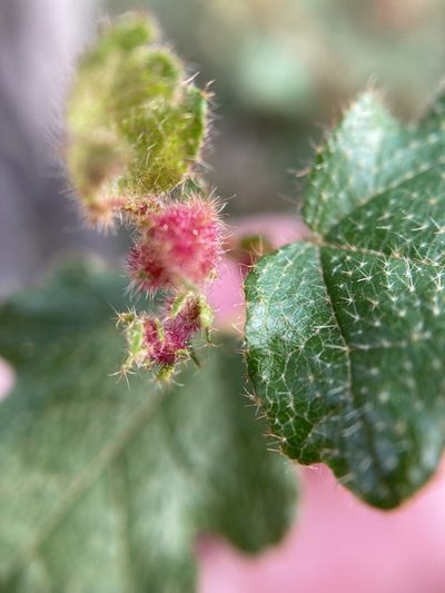 Thomasia foliosa, photographed by pimelea