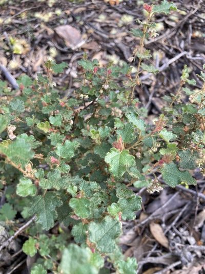 Thomasia foliosa, photographed by pimelea
