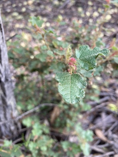 Thomasia foliosa, photographed by pimelea