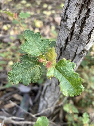 Thomasia foliosa, photographed by pimelea