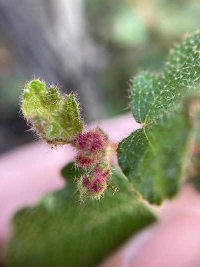 Thomasia foliosa, photographed by pimelea