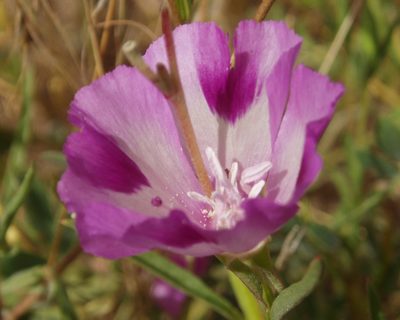 Clarkia williamsonii, photographed by tomhilton